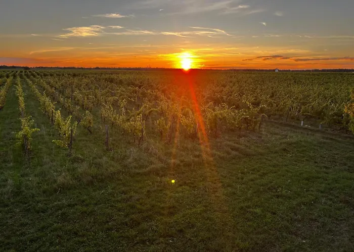 Domaine Des Moulins De Montreuil-Bellay